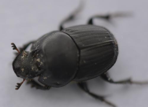 Réf. 201 055 : Onthophagus taurus